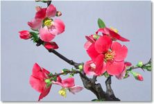 外国品種の花画像