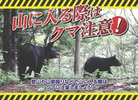 クマ画像