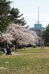 【写真】秋葉公園