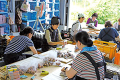 【写真】新潟県花卉球根農業協同組合 集荷場の様子