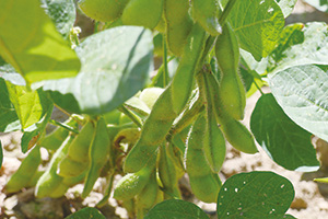 野菜枝豆