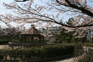 山の下海浜公園の桜