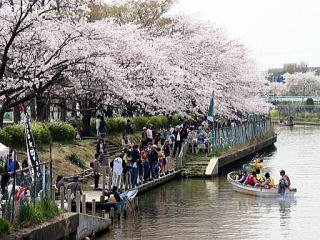 栗ノ木川桜並木