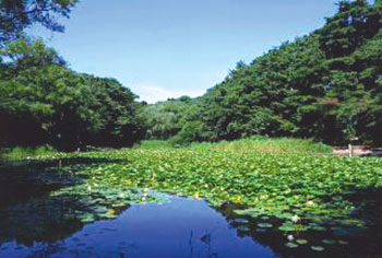 じゅんさい池公園