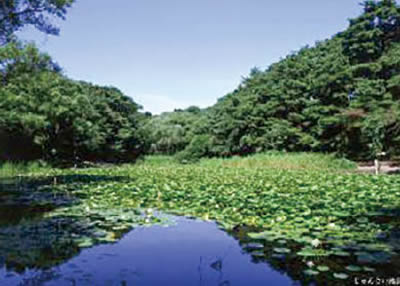 じゅんさい池公園 写真
