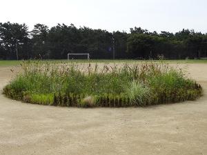 丸山純子×深沢アート研究所カブ作品で育った「植物の里親ぼしゅう。」