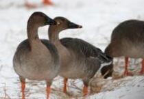 北区の鳥オオヒシクイ