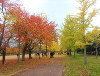 島見緑地の紅葉