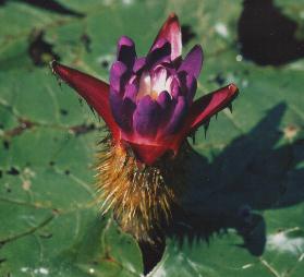 オニバスの花