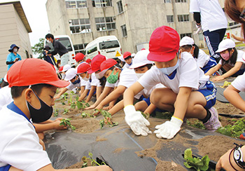 木崎小学校1年生の苗植え体験