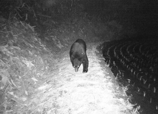 昨年5月に金津地区で撮影されたクマの画像