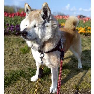 譲渡犬写真