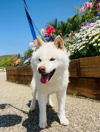 譲渡犬写真