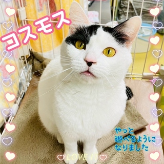 保護猫写真