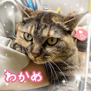譲渡猫写真