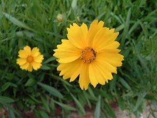 オオキンケイギクの花