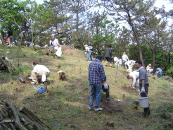 NPO法人越後ふるさと再生会議－元気松植え付け作業の写真