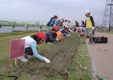 上所小学校－やすらぎ堤チューリップ植栽中