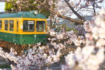 桜開花時の写真