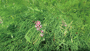 佐潟初夏の植物観察会