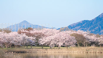 佐潟の桜