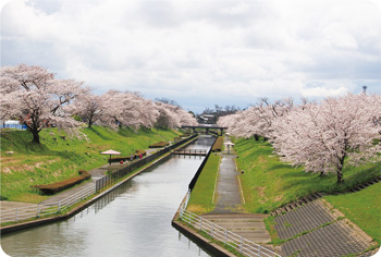 桜遊歩道公園