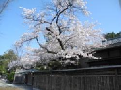 燕喜館と桜の写真